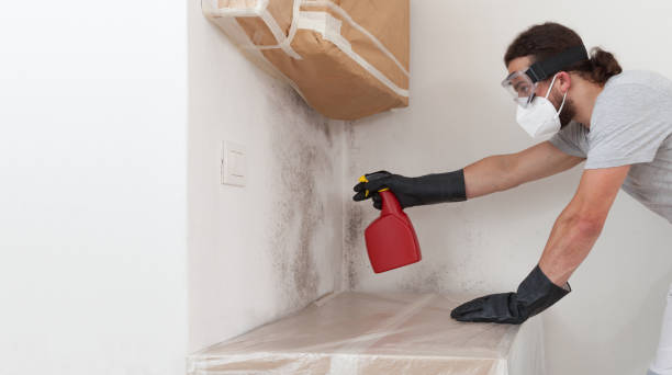 Professional Attic Mold Removal technician working in Lockport, IL