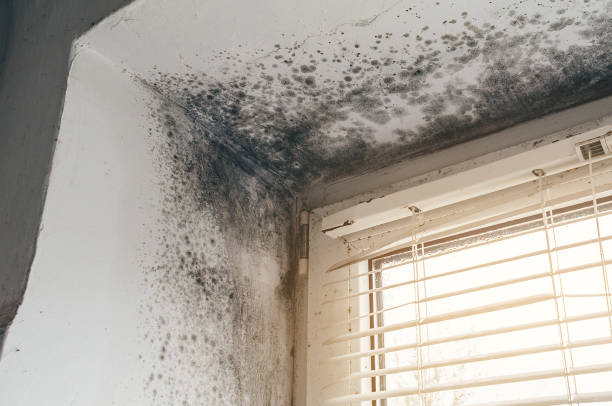 Affordable Attic Mold Removal solutions in Lockport, IL